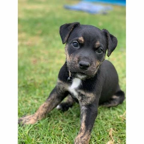 Rottweiler x labrador só 100 - Foto 2
