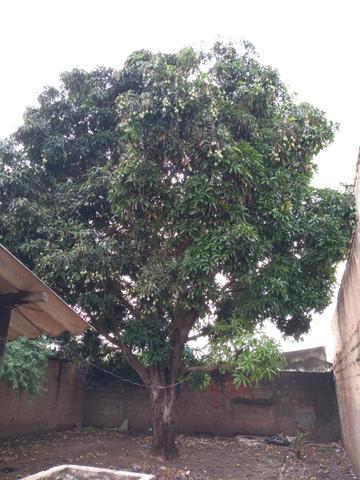 Noble Vende-casa 4QTS- QD11 do leste Gama - Foto 17