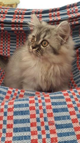 Vendo filhote de Gato Persa - Foto 2