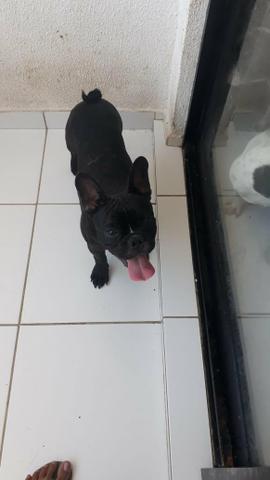 Vende-se bulldog francês - Foto 3
