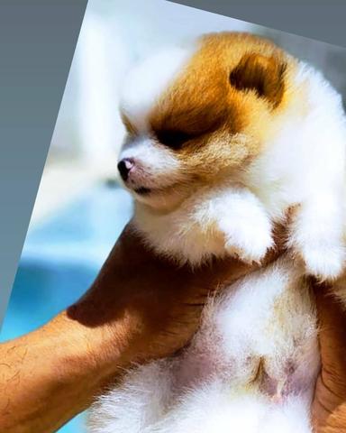 Lulu da Pomerânia (Spitz alemão anão linhagem importada - Foto 3