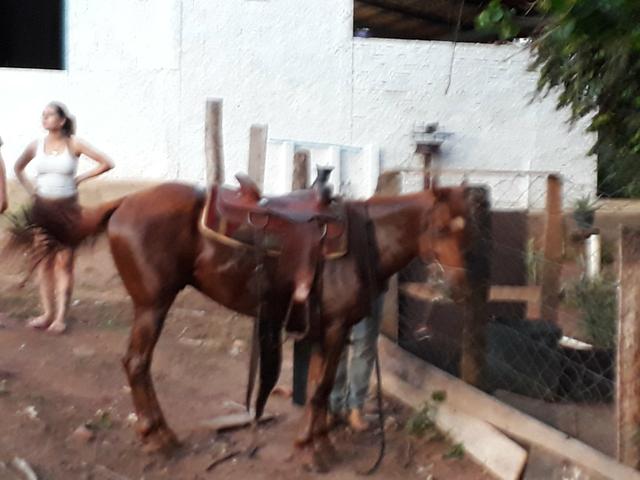 Vendo qm
