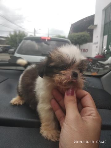 Lindos filhotes shihtzu pedigree opcional - Foto 2