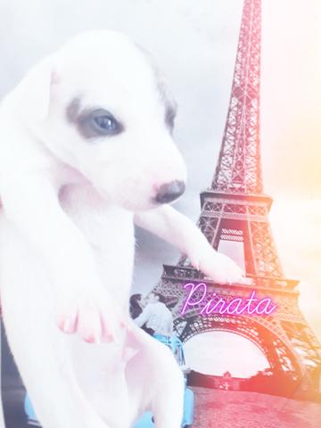 Reserve lindos filhotes whippet - Foto 4