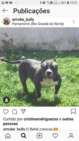 American bully - Foto 3