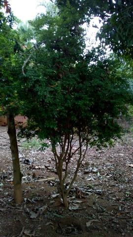 Jabuticaba com 8 anos de vida 3 metros de altura - Foto 2