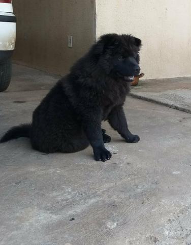 Chow chow macho