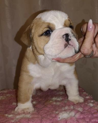 Bulldog Inglês branco/malhado/vermelho/red brindle, com garantias genéticas e suporte vet! - Foto 2