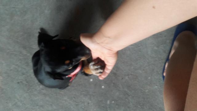 Doação de cachorro - Foto 6