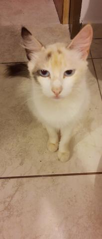 Doação de gatinha responsável - Foto 2
