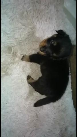 VENDO FILHOTE DE ROTTWEILER PURO - Foto 2