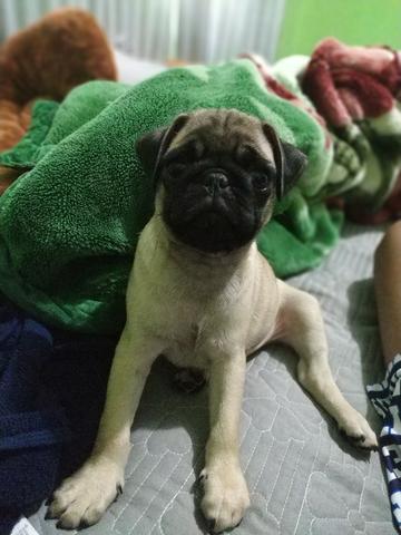 Pug filhote - Foto 5