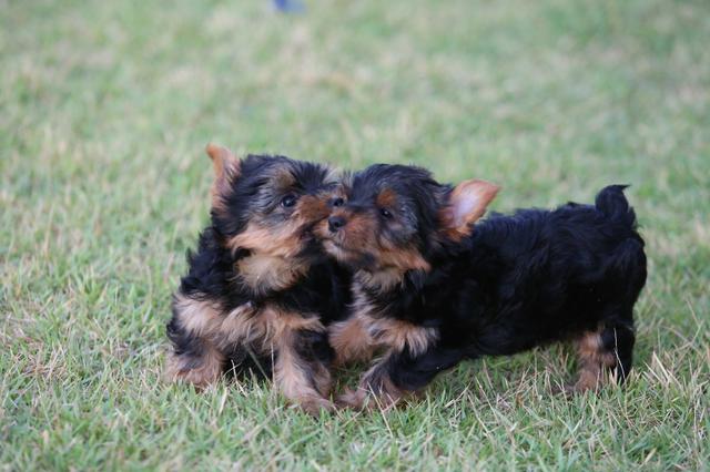 Filhotes de yorkshire terrier - Foto 2