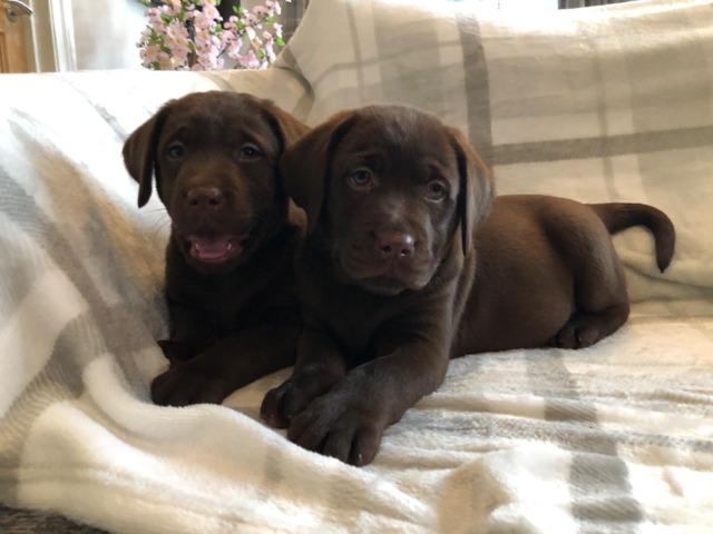 Labrador filhotes maravilhoso, * - Foto 3