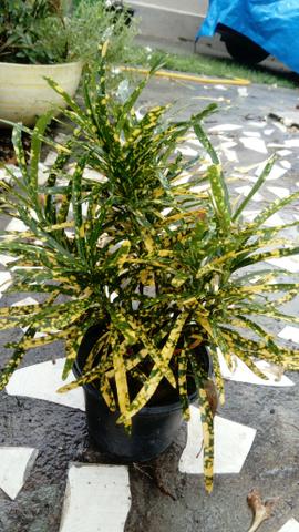 Plantas - Foto 4