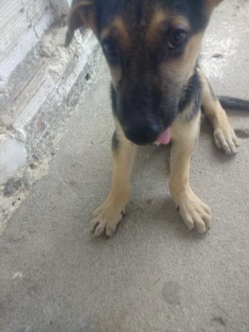 Vendo 500 - Foto 2