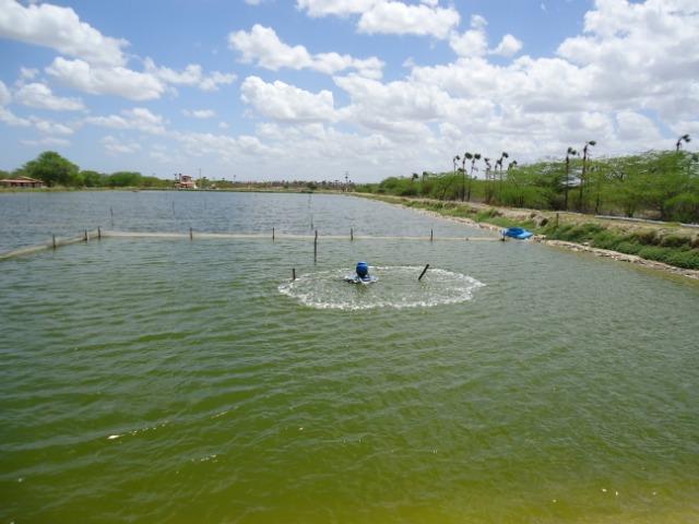 Vendo Fazenda com produção de peixe e camarão, Mossoró ? RN - Foto 16