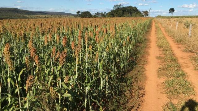 Fazenda 70 Alqueires em Cristianópolis-GO (Lavoura e Gado) - Foto 11