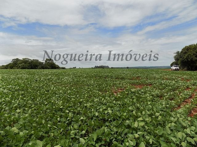 Sítio na região, área com 24 alqueires, terra vermelha (Nogueira Imóveis Rurais) - Foto 6