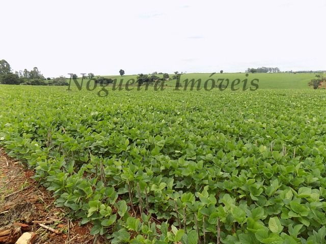 Sítio na região, área com 24 alqueires, terra vermelha (Nogueira Imóveis Rurais) - Foto 5