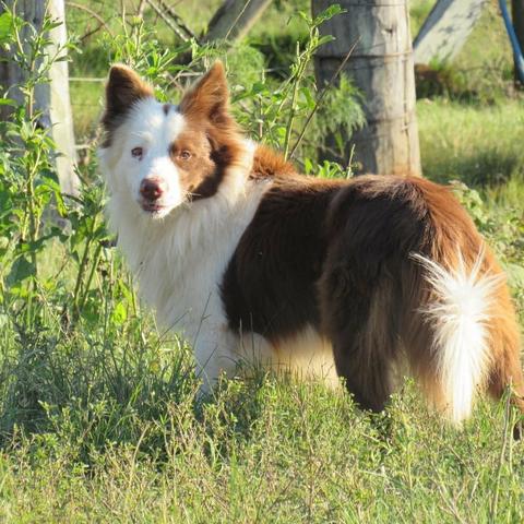 Border Collies lindos filhotes com registro