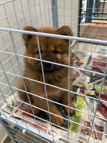 Chow-chow, linhagem top! - Foto 4