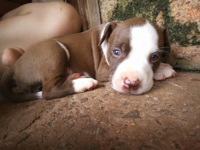 Vendo ou troco - Foto 3