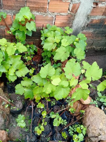 Mudas de Uvas Niagara Rosada - Foto 4