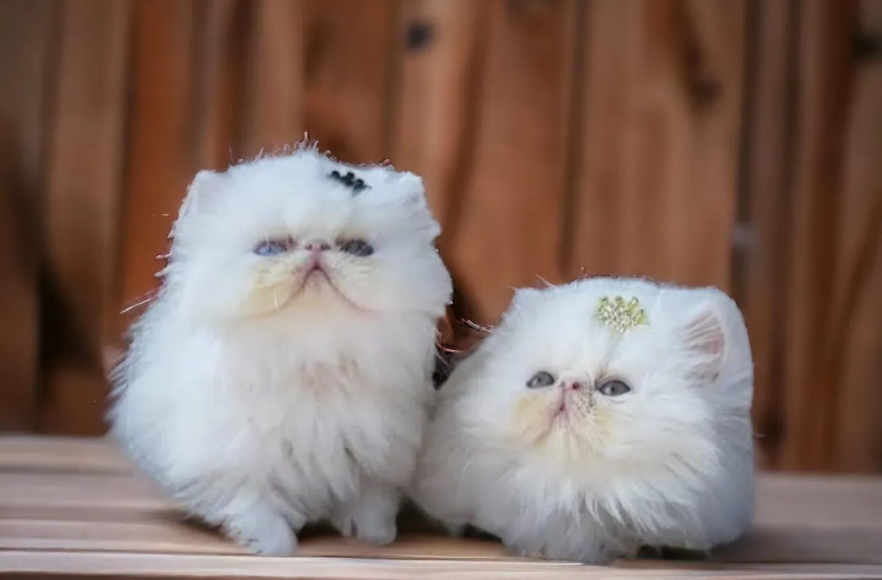 Dois gatinhos Persas brancos fofinhos