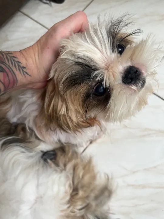 Dois Shih Tzus Lindos a venda  - Foto 4