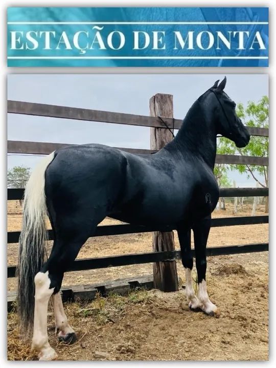 POTRA PICADO GENUÍNO  - Foto 4