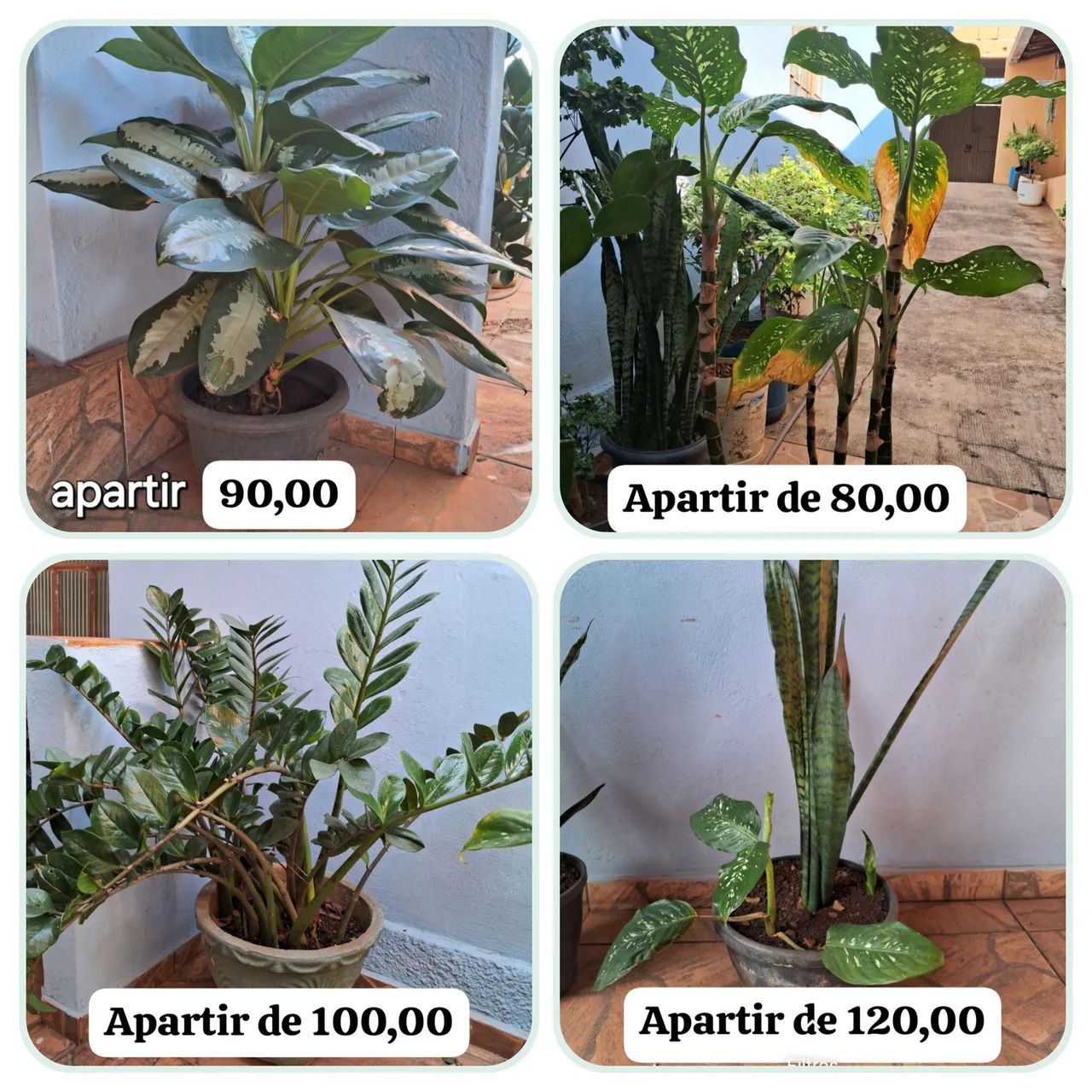 Mudas de jabuticabas e plantas ornamentais - Foto 4