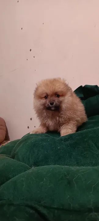 Filhote de Spitz Alemão - Foto 2