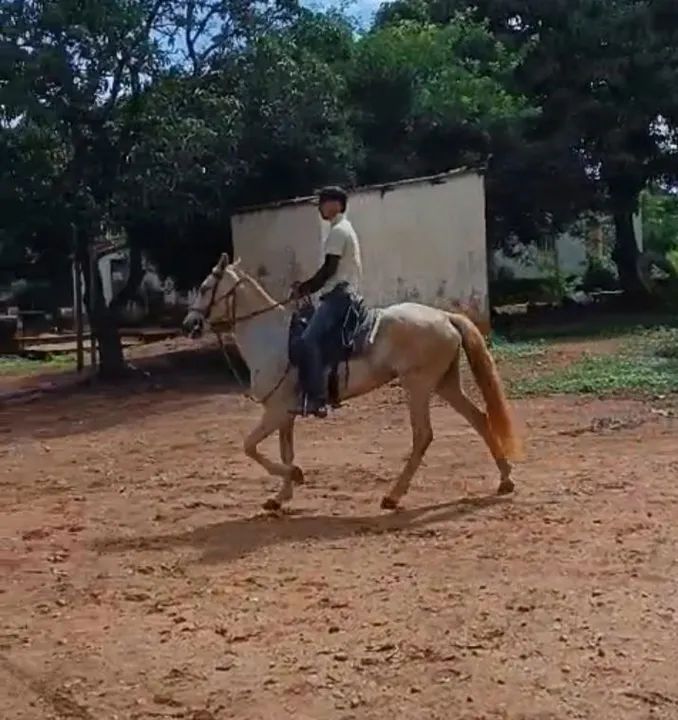 Oportunidade Égua MM Registrada - Foto 2