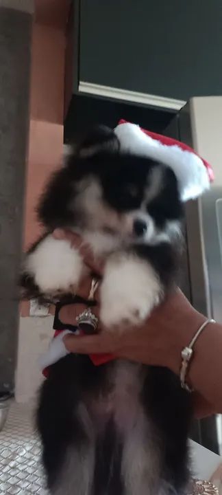 Filhote de Spitz Alemão - Foto 6