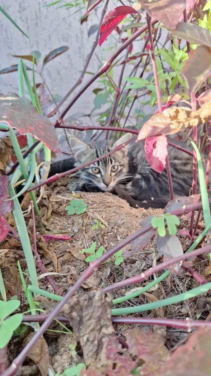 Gatinhos para adoção  - Foto 2