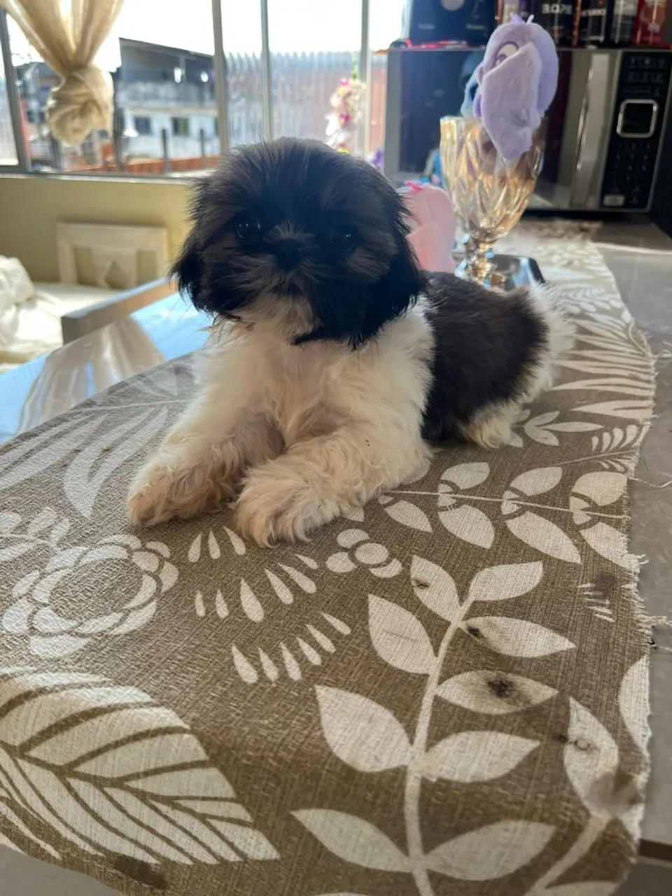 Filhote Shih Tzu!
