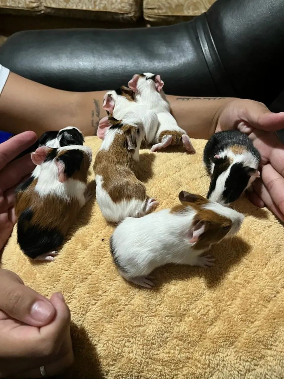 Doa-se Porquinhos da Índia 