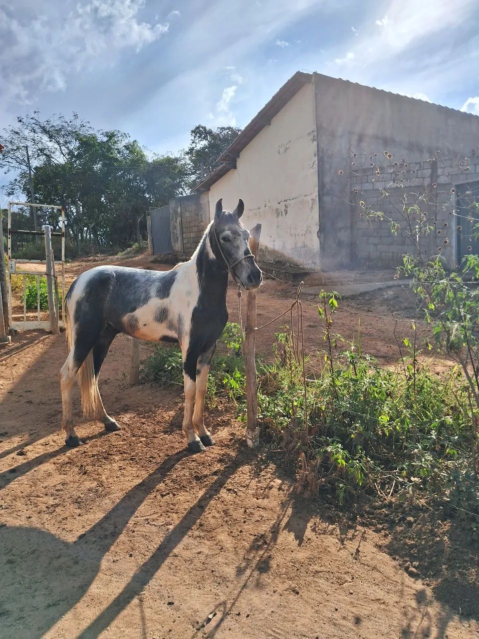 Vendo este potro - Foto 2