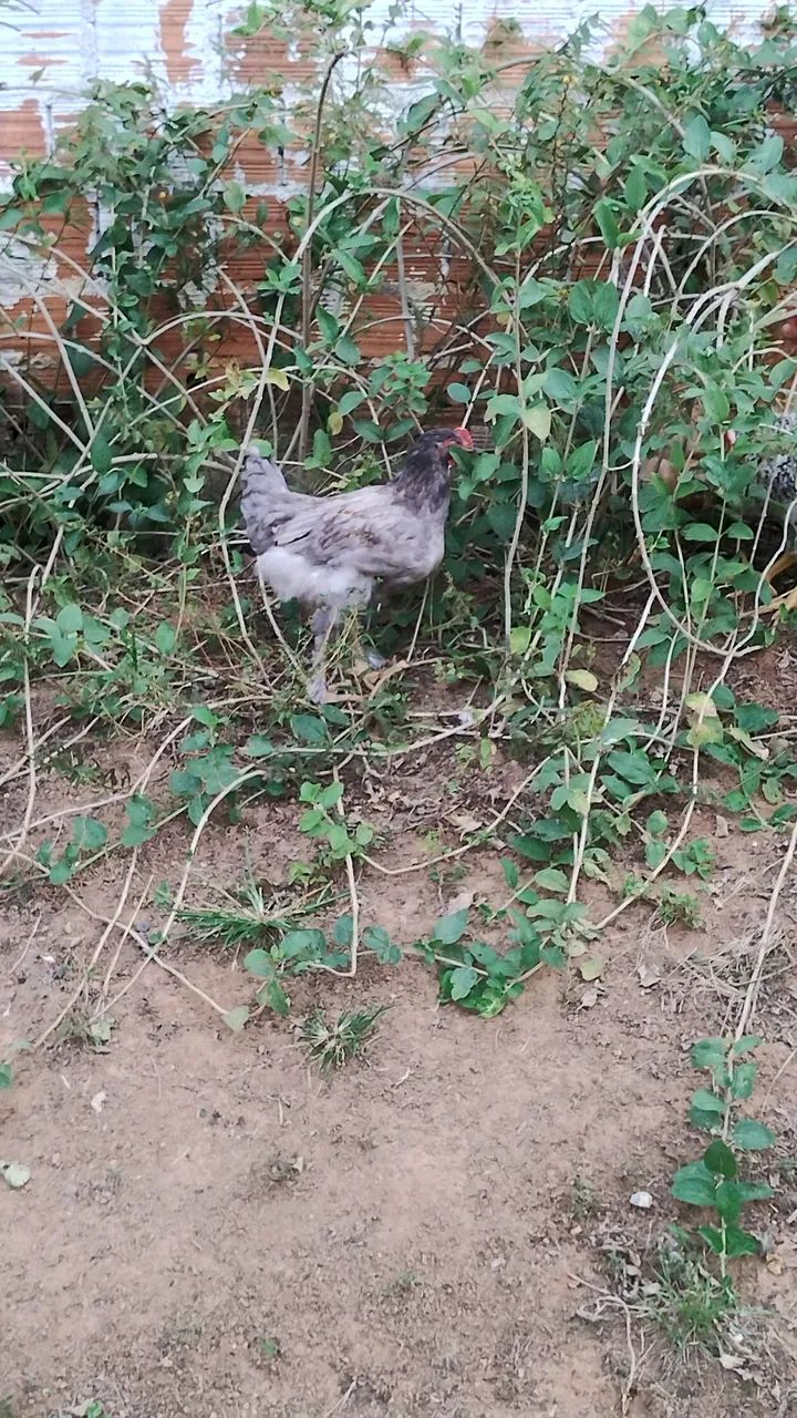 Galos carijó  - Foto 4