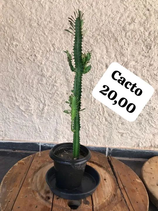 Samambaia Ninho de passarinho - Foto 5