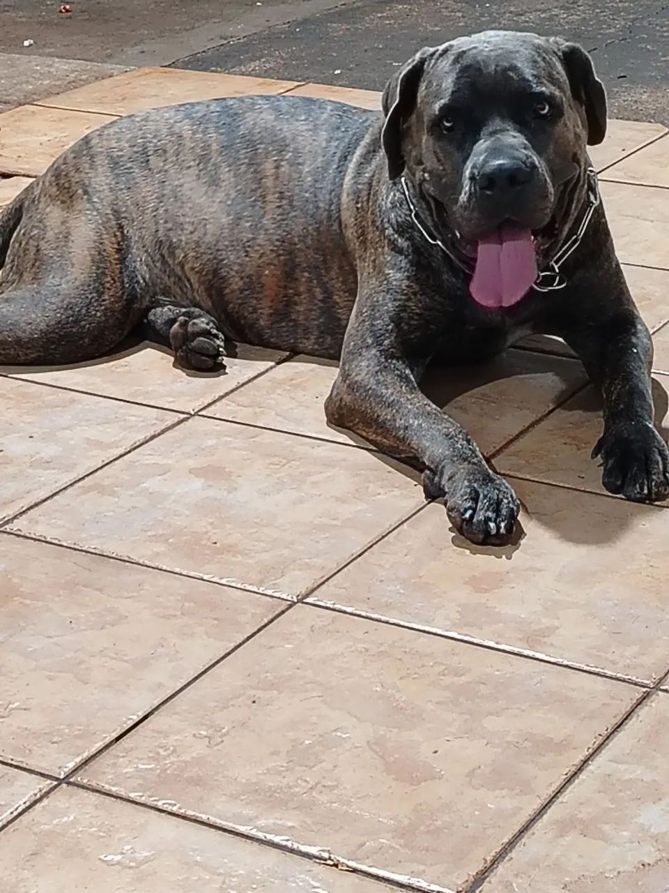Cane Corso -