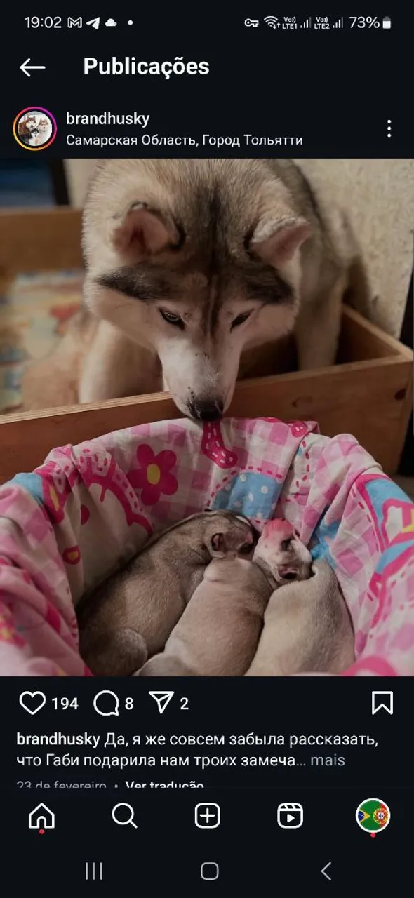 Husky Siberiano Filhotes