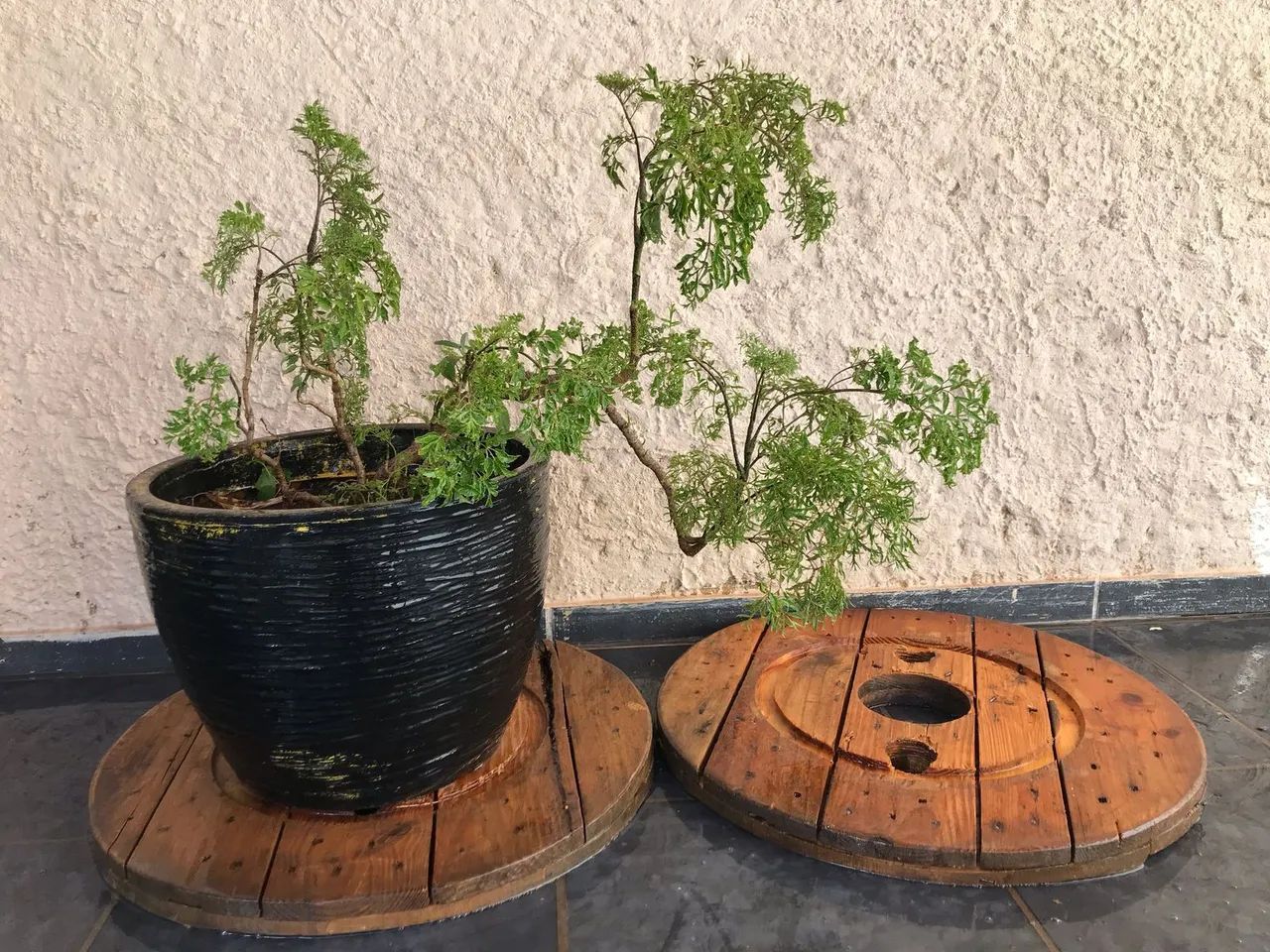 Samambaia Ninho de passarinho - Foto 4