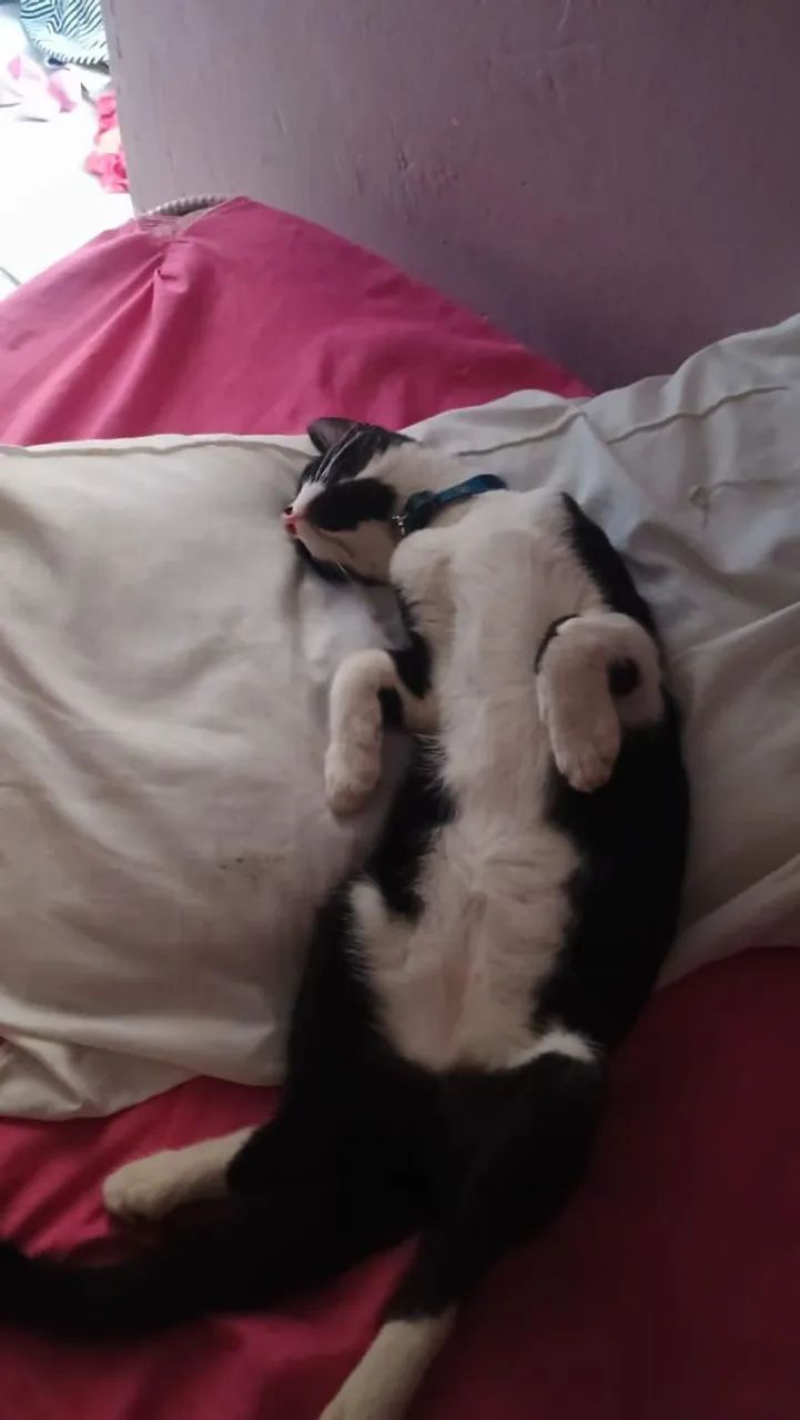 Adoção responsável macho aproximadamente 8 meses castrado 