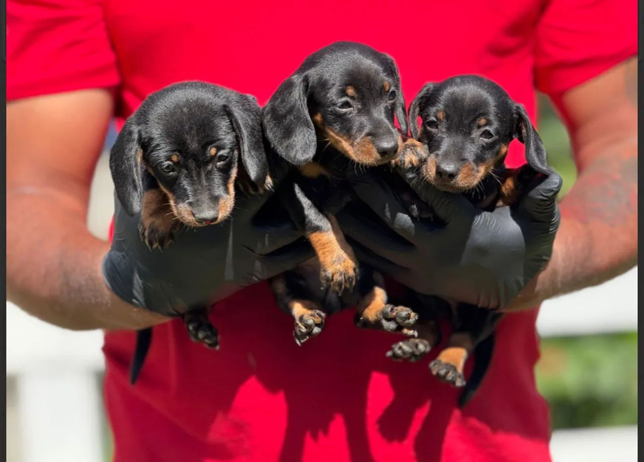 Daschund o mini salsicha 