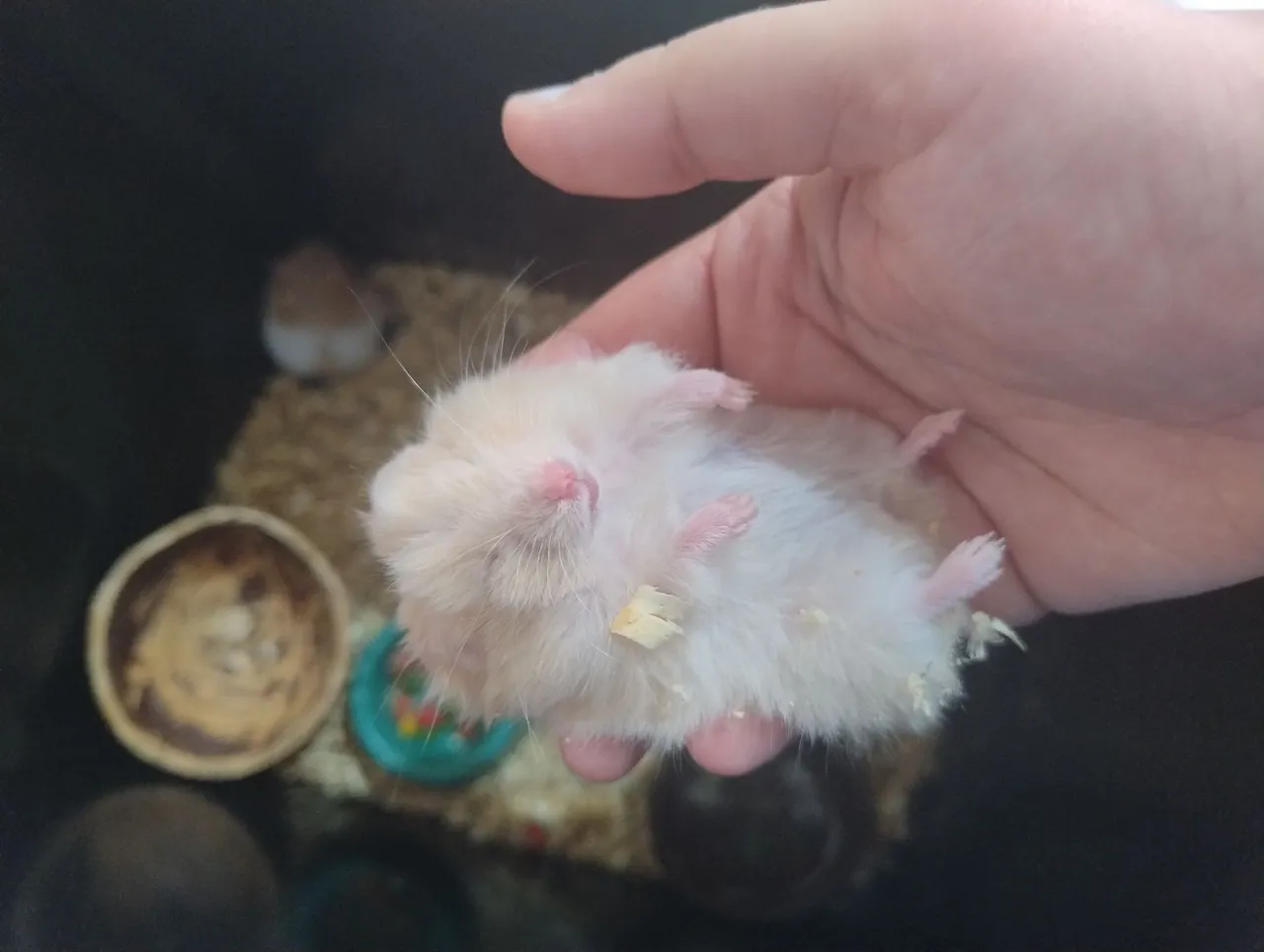 Hamster Filhote para venda