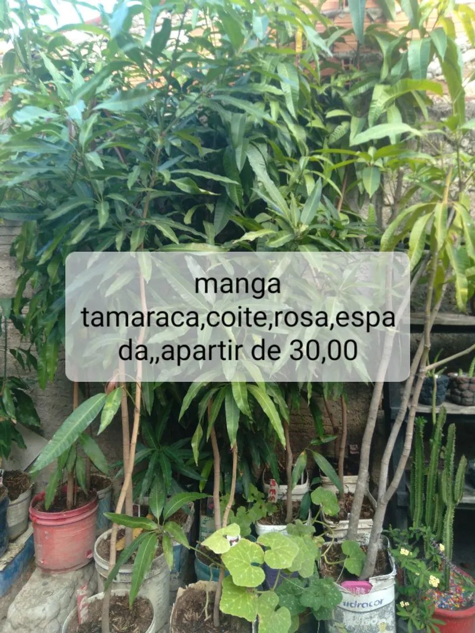 Muda de frutíferas  - Foto 5