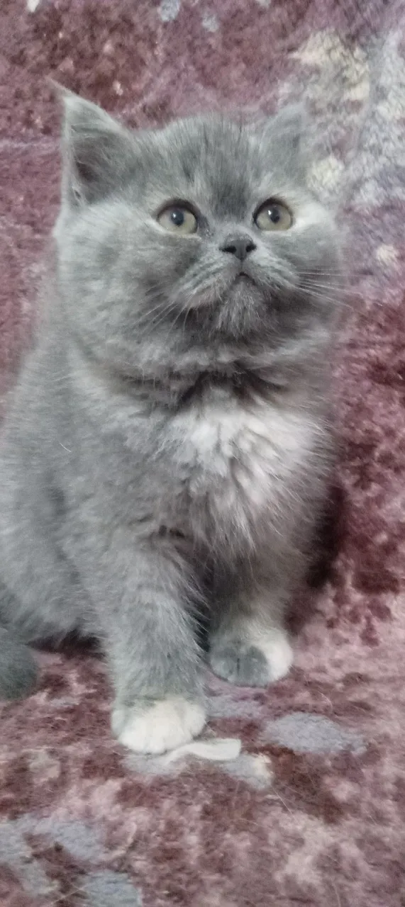 Gatinho Persa Cinza - Filhote Fofo e Adorável