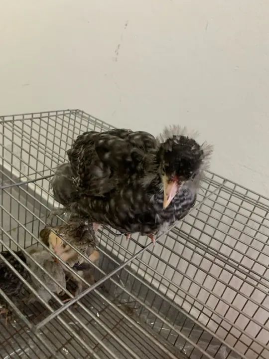 Franguinhos  - Foto 4